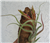 tillandsia caput medusae