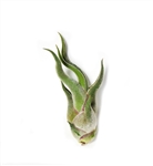 Mini Tillandsia Caput Medusae  5 Pack Air Plants