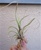Tillandsia Caput Medusae Purple