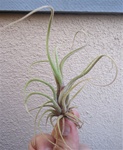 Tillandsia Caput Medusae Purple