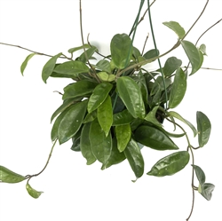 Hoya Carnosa Wax Plants