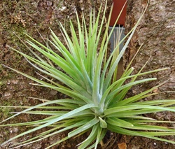 Large Tillandsia Caulescens