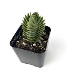 Crassula Buddha's Temple