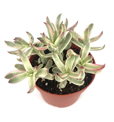 Crassula Candy Cane