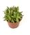 Crassula Capitella Thrysiflora Cluster
