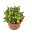 Crassula Capitella Thrysiflora Cluster