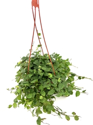 Creeping Fig Houseplants Ficus Pumila in 6"
