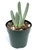 Cheiridopsis Succulents Live Potted Plants