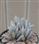 Cocoon Succulent Cluster-Senecio Haworthii