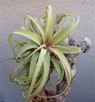 Large Tillandsia Concolor x Streptophylla