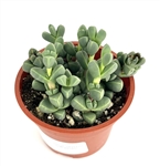 Corpuscularia Lehmannii Cluster
