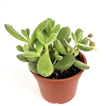 Bear Claws Succulent-Cotyledon Ladismithiensis