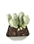 Crassula Plegmatoides Rare Succulents, 4" Pot