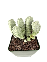 Crassula Plegmatoides Rare Succulents, 4" Pot