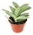 Propeller Succulent-Crassula Falcata