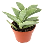 Propeller Succulent-Crassula Falcata