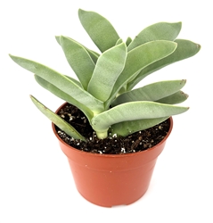Propeller Succulent-Crassula Falcata