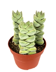 Crassula "Moonglow"