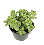 Rosary Succulent-Crassula Rupestris