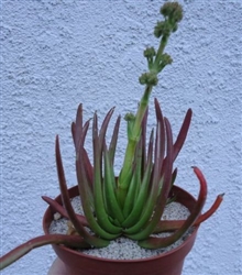 Crassula Devil's Horns-Crassula Hirta