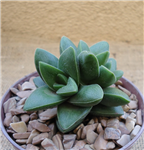 Crassula Springtime Cluster