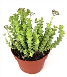 Crassula "Tom Thumb"-Crassula Rupestris x Marnieriana