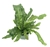 Crocodile Fern