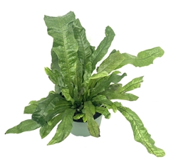 Crocodile Fern