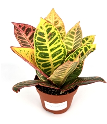 Croton Petra Air Purifying Houseplant, 4â€ Pot