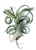Tillandsia Curly Slim Intermedia x Streptophylla Air Plants