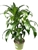 Dracaena Black Beauty Cane XL House Plants 3 Plants/Pot, 8" Pot 2-3FT Tall
