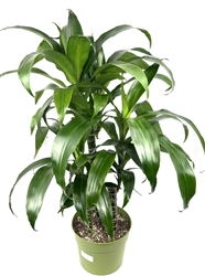 Dracaena Black Beauty Cane XL House Plants 3 Plants/Pot, 8" Pot 2-3FT Tall