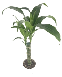 Dracaena Black Beauty Cane