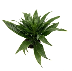 Dracaena Craigii