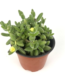 Delosperma Echinatum