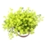 Sedum De Oro Succulents Cold Hardy stone crop