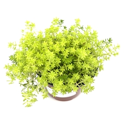Sedum De Oro Succulents Cold Hardy stone crop