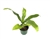 Corn Plant Dracaena "Dhara Singh"