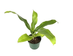 Corn Plant Dracaena "Dhara Singh"