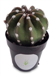 Domino Cactus Echinopsis Subdenudata