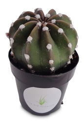 Domino Cactus Echinopsis Subdenudata