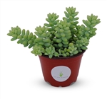Donkey Tail Cluster-Sedum Morganianum Hybrid