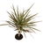 Dracaena Colorama Cane