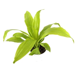 Dracaena Limelight, 4" Pot