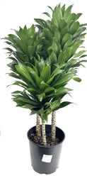 Dracaena Craigii Compacta 3 Plant Mature Specimen Bonsai 3 Feet tall, 9" Pot