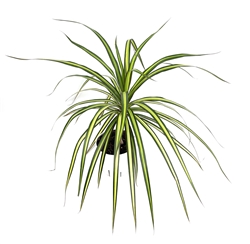 Dracaena Sunray Cane