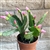 Pink Flower Easter Cactus