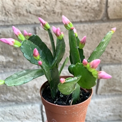 Pink Flower Easter Cactus