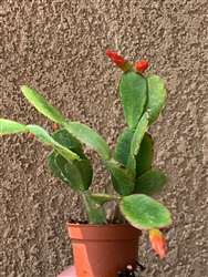 Orange Flower Easter Cactus