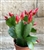 Red Flower Easter Cactus